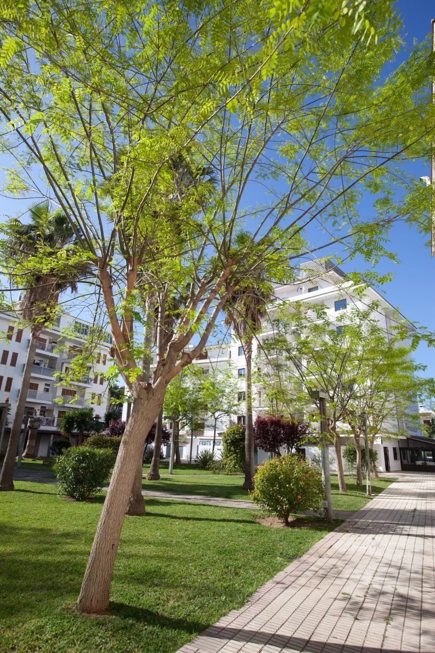 Apartamentos Ferrer Lime Tamarindos Port d'Alcúdia Exteriér fotografie